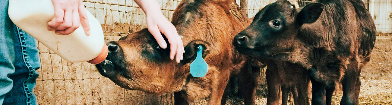 Spring on the farm means it’s raining babies 