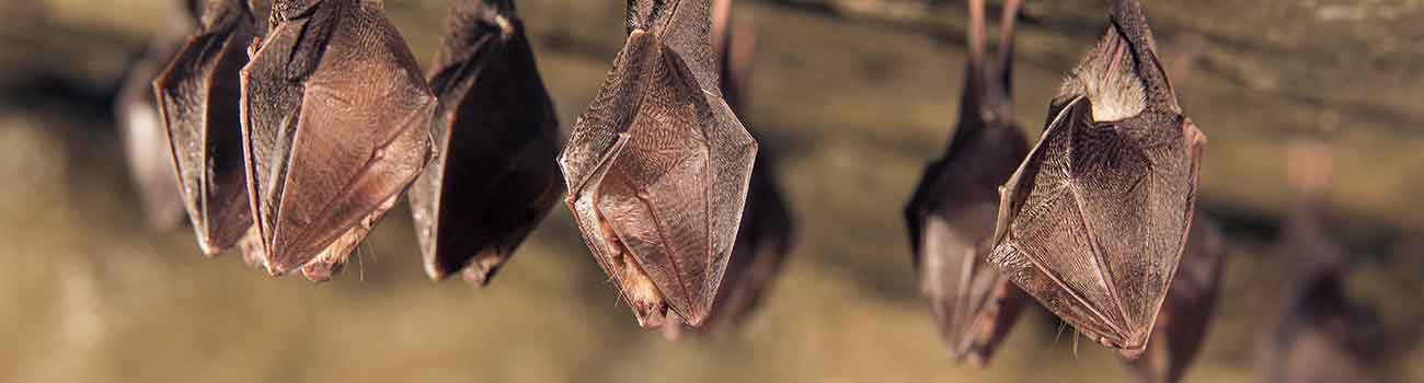 Banishing bats from your house