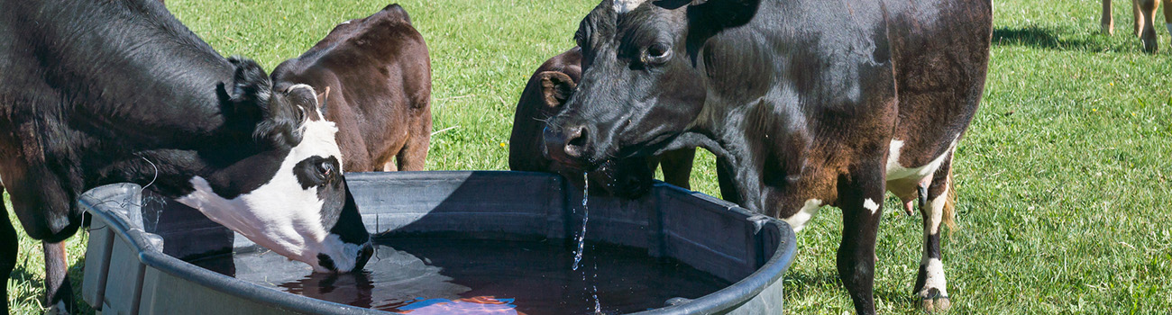 Avoiding livestock heat stress 