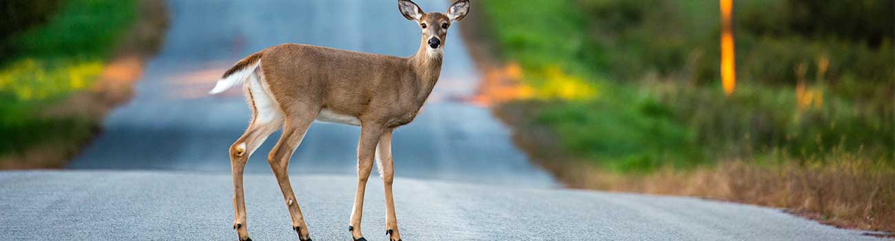 Avoid the deer in your headlights