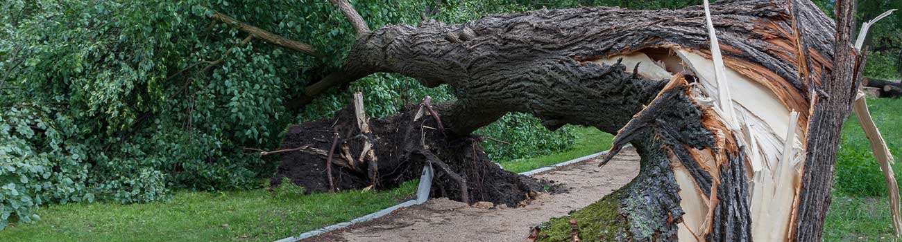 Insurance for fallen trees